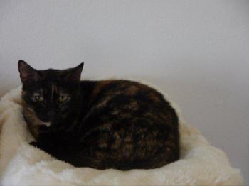 Rosalind Bild von Rosalind