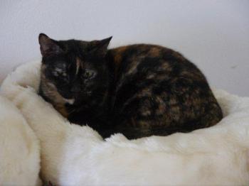 Rosalind Bild von Rosalind