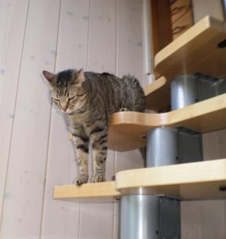 Pixie Bild von Pixie