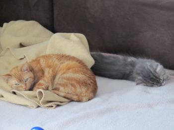 Atenea Bild von Atenea