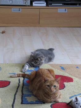 Atenea Bild von Atenea