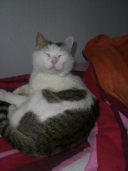 Floc Bild von Floc