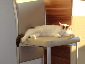 Flocke Bild von Flocke