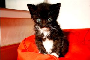 Mimo Bild von Mimo