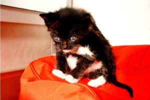 Mimo Bild von Mimo