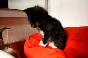 Mimo Bild von Mimo