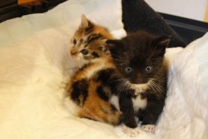 Mimo Bild von Mimo