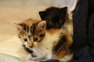 Mimo Bild von Mimo