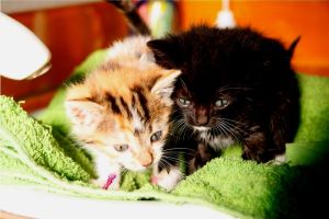 Mimo Bild von Mimo