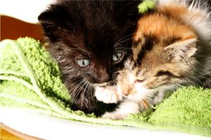 Mimo Bild von Mimo