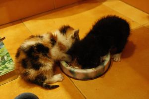 Mimo Bild von Mimo