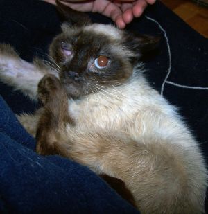 Anuska Bild von Anuska