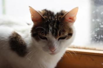 4853 - Kitt Bild von 4853 - Kitt