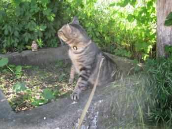 Felix Bild von Felix