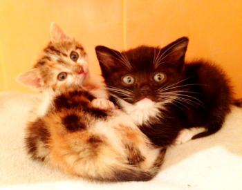 Mimo Bild von Mimo
