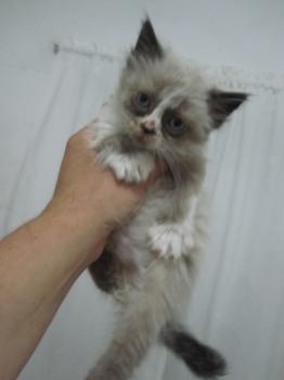 Ohne Namen 4891 Bild von Shiva