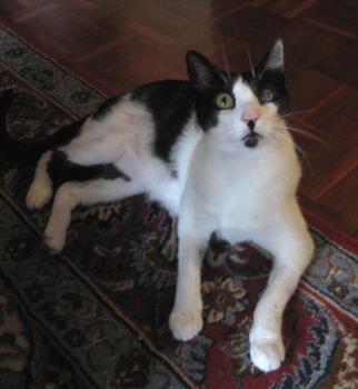 Bild von Pablo