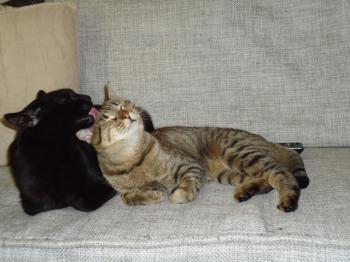 Hugo Bild von Hugo
