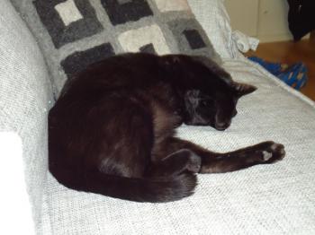 Hugo Bild von Hugo