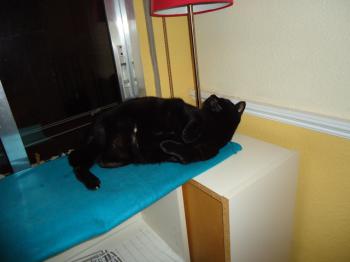 Hugo Bild von Hugo