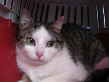 Hafsi Bild von Hafsi