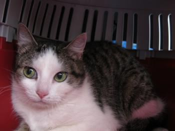 Hafsi Bild von Hafsi