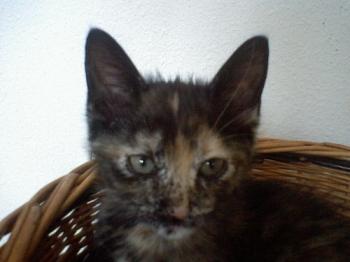 Sedna Bild von Sedna