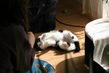 Takas Bild von Takas