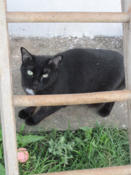 Blacky Bild von Blacky