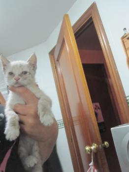 Bild von Sultan