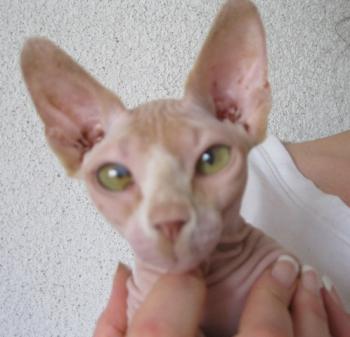 Pigmenti Bild von Pigmenti