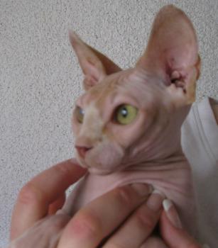 Pigmenti Bild von Pigmenti