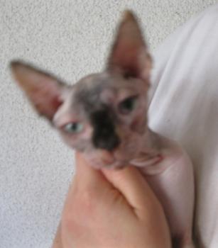 Samora Bild von Samora