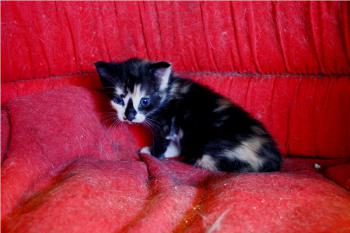 Irina Bild von Irina