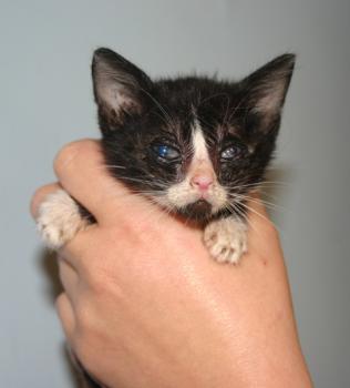 Babette Bild von Babette