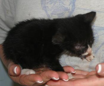 Babette Bild von Babette