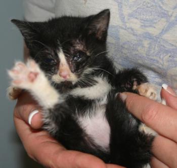 Babette Bild von Babette