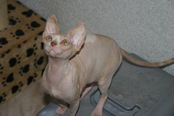 Pigmenti Bild von Pigmenti