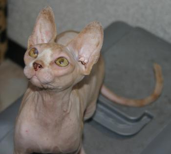 Pigmenti Bild von Pigmenti