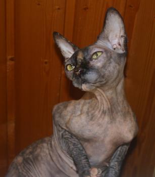 Shalima Bild von Shalima