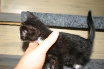 Babette Bild von Babette