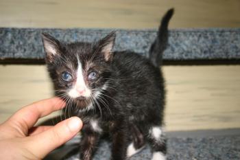 Babette Bild von Babette