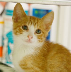 Brody Bild von Brody