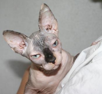 Samora Bild von Samora