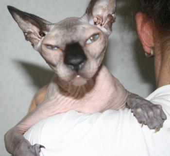 Halifee Bild von Halifee