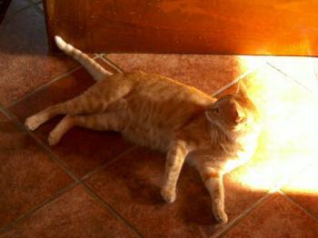 Bonito Bild von Sugar