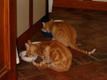 Bonito and Toscano Bild von Sugar