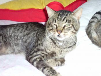 Bild von Rey