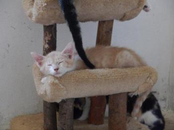 Chicco Bild von Chicco