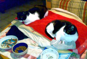Luna und Percy Bild von Luna